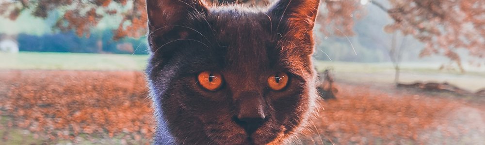 Katzenhaltung Pflichten